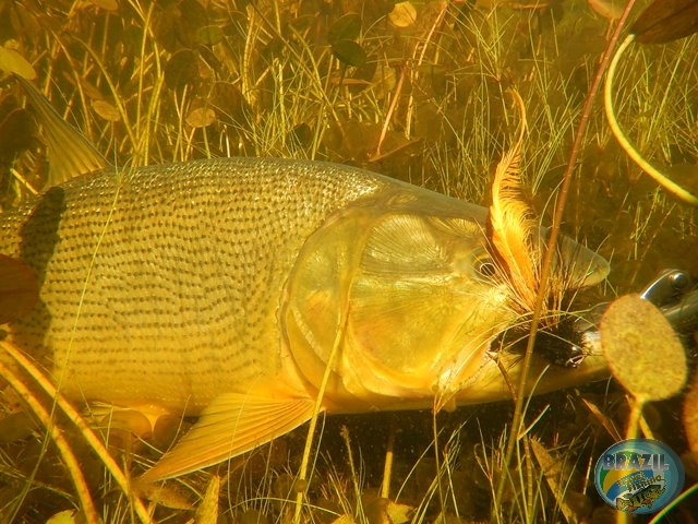 PIRA LODGE - Pantanal Argentino - Temporada 2.016